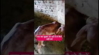 बार बार बुख़ार आ रहाँ है तो कैसें सही करे highfever zubion injection calfcalf fevershortsviral