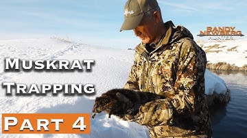Trapping Muskrats With Randy Newberg | How To (Part 4)