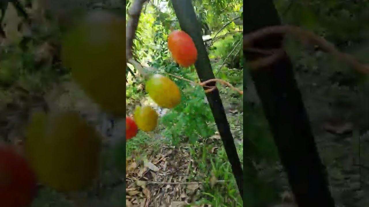 Jamaican Hog plum 🍒 YouTube