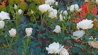 'Icecap' 2024 Rose of the Year by Rogers Gardens 2,288 views 1 month ago 5 minutes, 9 seconds