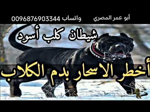 أقوي رقية لإبطال سحر الصرف والعطف والجلب والحروز والطلاسم الذي يخدم عليه الكلاب بالانتقام أقوي رقية لإبطال سحر الصرف والعطف والجلب والحروز والطلاسم الذي يخدم عليه الكلاب بالانتقام