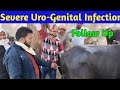        severe urogenital infection  vet guru radhe