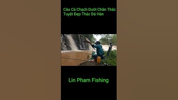 #Shorts CÂU CÁ CHẠCH Ở THÁC ĐÁ HÀN MÙA NƯỚC VỀ QUÁ NHIỀU CÁ