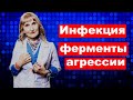 постулат #181 инфекция ферменты агрессии