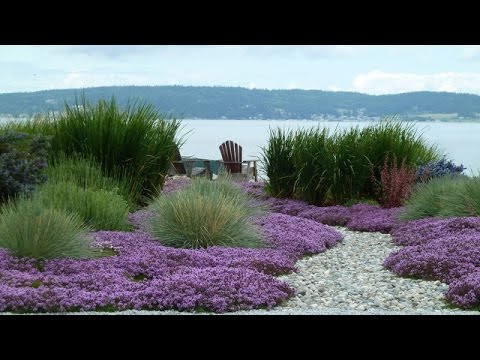 What Plants Go Well With Croutons In A Landscape?