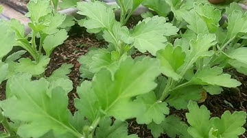 Bấm ngọn lần 1 bông cúc đại đóa tết 2023#ToanNguyen