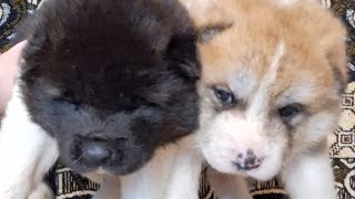 AKC Akita Puppies, www.ArcticAkitas.com , Cleo x Shadow Litter, #Akita #ArcticAkitas #Alaska #Puppy 