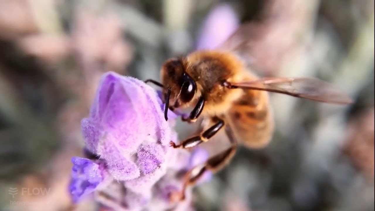 Какие пчелы превращают нектар в мед. Путь пчелы. Bees collect Nectar. Bees collecting Nectar from the Roses. How is Nectar extracted by Bees.