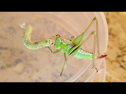 Кузнечик vs гусеница (Кatydids vs caterpillar)