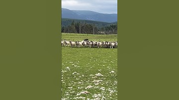 Border Collies at Work #tradewindstravel #travel #shorts #scotland #sheep #bordercollie