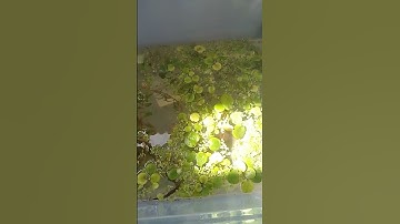 Thumbnail of yabby tank new water plants  frogbit duckweed and azolla