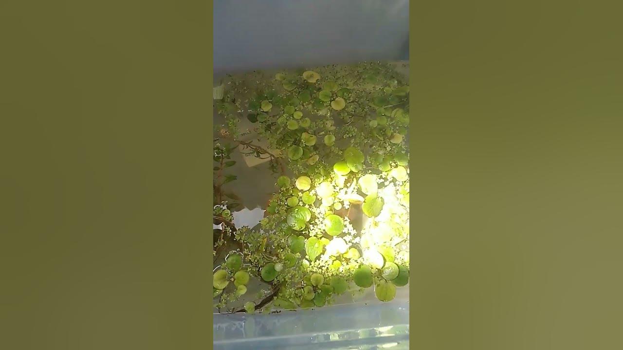 yabby tank new water plants frogbit duckweed and azolla yabby tank new water plants frogbit duckweed and azolla