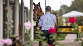 Preview  2024 Inglis Easter Yearling Sale