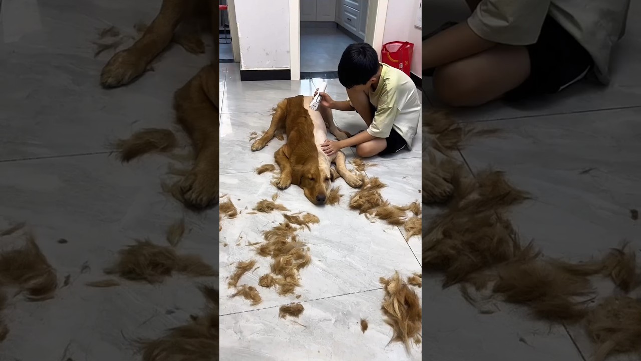 He Gave Jimmy a Crazy New Haircut! 😱✂️🐶😂