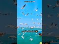✨ Dwarkadhish Ka Bulawa ❤️🙏 #love #viral #song #maadhav #trending #ytshorts #dwarka