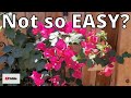 Becoming a YouTube content creator is HARD!