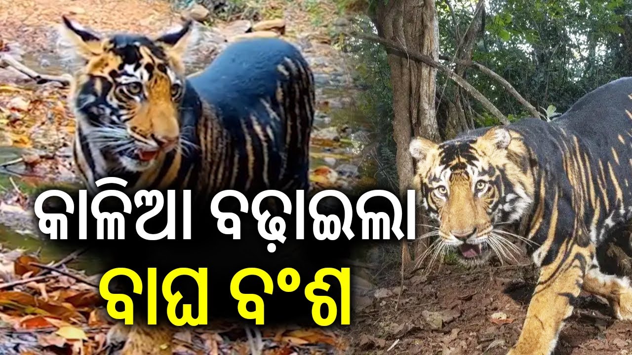 Kalia: The Tiger That Revived Simlipal’s Big Cat Population | Kalinga TV