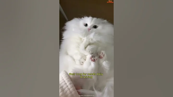 Video 11870031: cat best pets, adorable cats