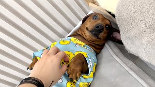 When You Have A Naughty Mini Dachshund In Your House