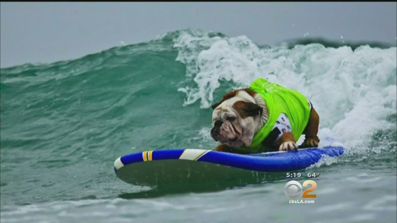 bulldogs surfing