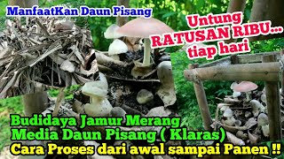 Download Lagu CARA BUDIDAYA JAMUR MERANG MEDIA DAUN PISANG - BISA PANEN TIAP HARI MP3