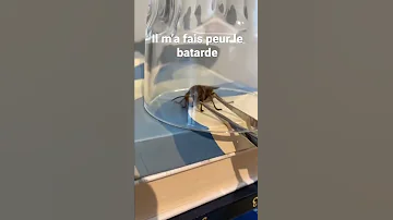 Wsh Ses Un Ouf La Guêpe 