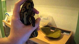 Vanilla ball/royal python post shed update