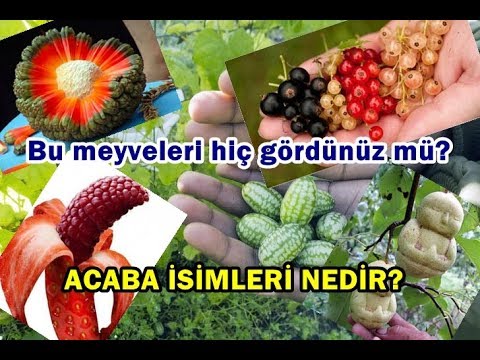 Video: Durgunluğun Meyveleri