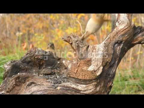 FEMALE CHAFFINCH FLYING AWAY FROM A TREE TRUNK IN SLOW MOTION BA0DT X1L