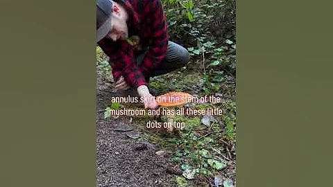 Finding a MASSIVE Fly Agaric / Mario Mushroom (Amanita muscaria) up in Humboldt, California