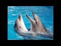 Дельфины, очень и очень умные морские ласточки