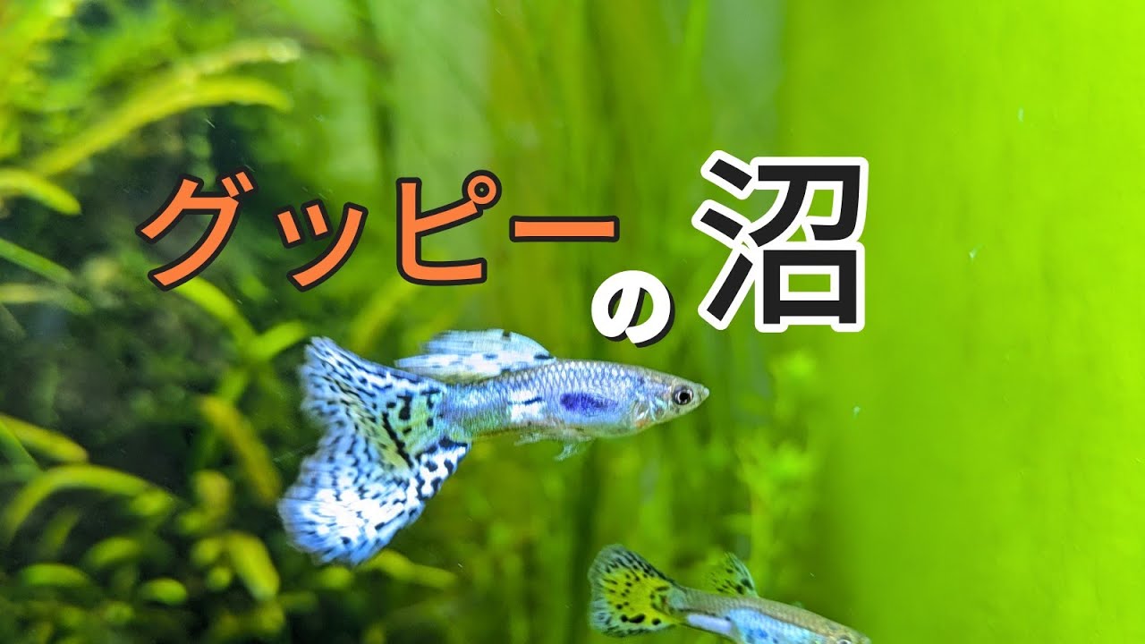 グッピー飼育を始めよう！こんなにハマる熱帯魚は他に無し！［#1]このシリーズではたくさん学べるシロートの方への動画だよ。