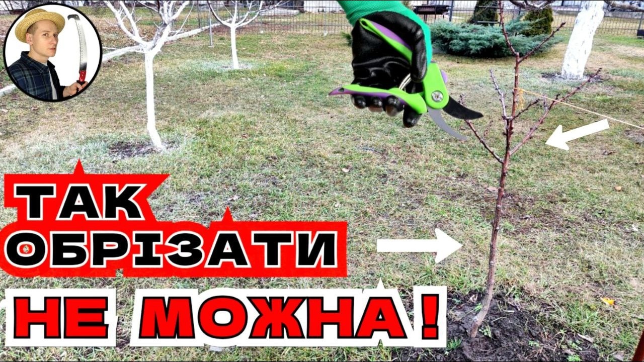 ПОМИЛКИ СТРУКТУРИ САДЖАНЦІВ. Як обрізати дворічні та трирічні абрикоси: крона, ярус, мутовчатість