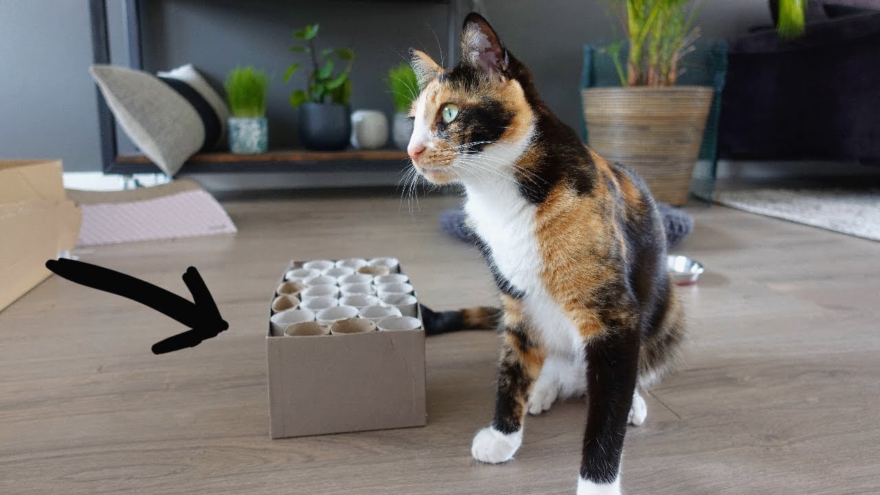 DIY Cat Food Puzzle 