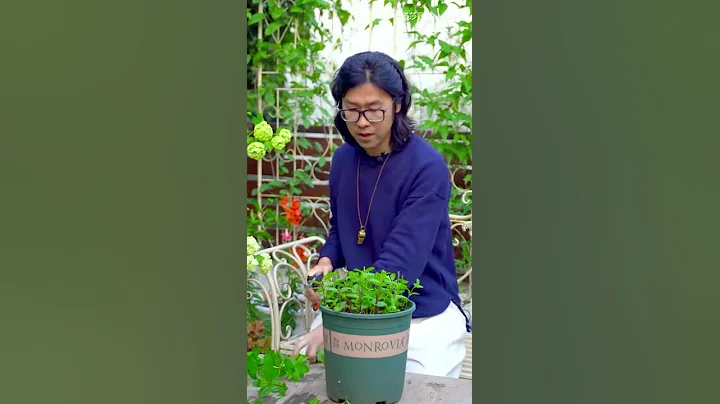 薄荷这样修剪扦插，一盆变十盆 - 天天要闻