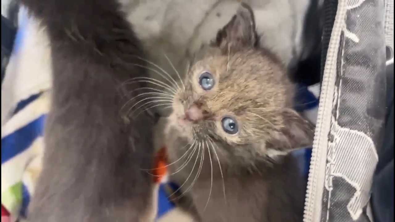 INCOMING!! Surprise kittens who need help!