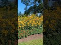 Blooming Haven #garden #flowers #gardening #park #americanlife