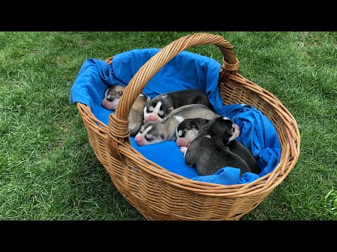 Video: Cum Se Determină Puritatea Rasei Unui Cățeluș Husky