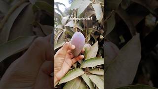 Unique Quality Of Mango.