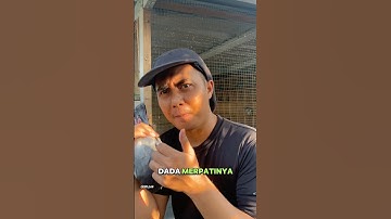 Alasan merpatimu harus dilatih #birds #pigeon #shorts