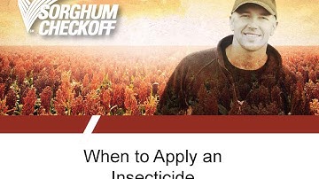 Sugarcane Aphid Management 3 - When to Apply an Insecticide