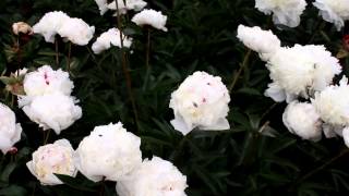 Lactiflora Festiva Maxima | R2 Flowers BV | Peonies