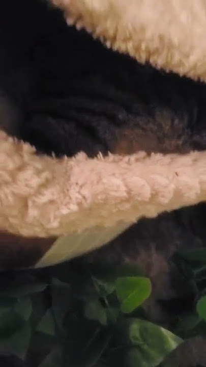 KITTY hasn't used her crib for awhile but for some reasons she's sleeping inside her crib today