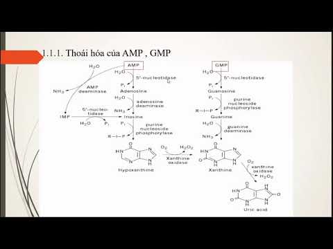 Video: DNA chỉ đạo tổng hợp protein như thế nào?