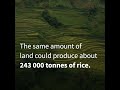 Grow rice, not tobacco: World No Tobacco Day 2023