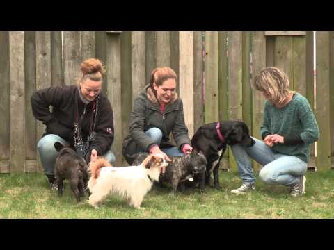 Video: Mød Hundene (og Katte) I Det 141. årlige Westminster Hundeshow