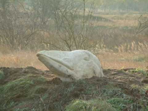 Video: Skulptur Ohne Grenzen