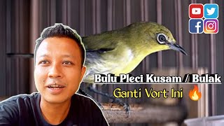 ATASI PLECI KUSAM / BULAK 🔥 Ganti Pakai Vort Ini Insayallah Kembali Kuning Lagi