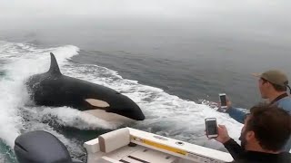 Orca sorprende a unos navegantes al frotarse contra su bote