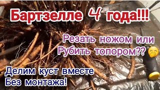 Деление 4-летнего куста пиона Бартзелла (ИТО- гибрид)